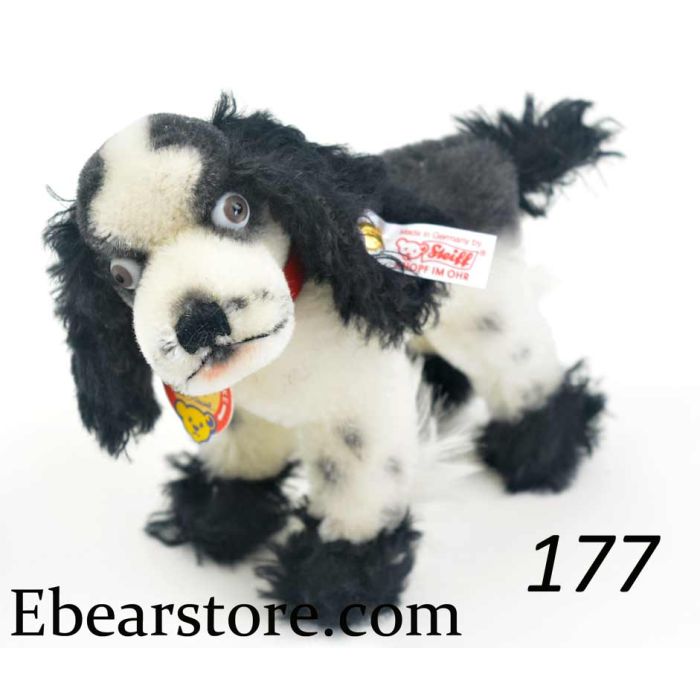 teddy bear cocker spaniel