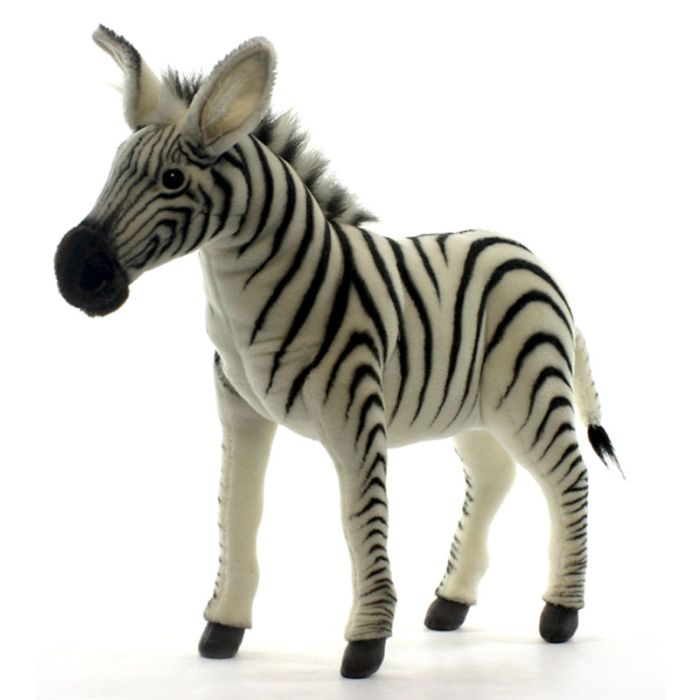 hansa zebra