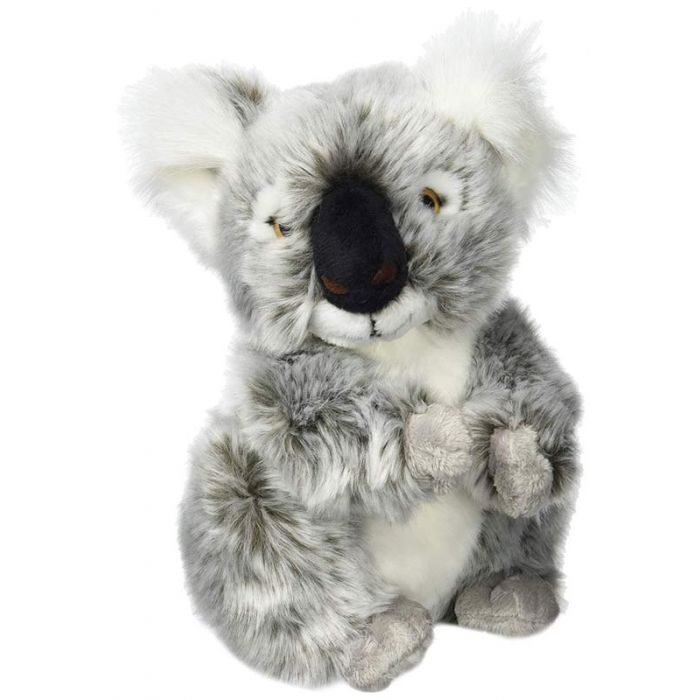 teddy koala