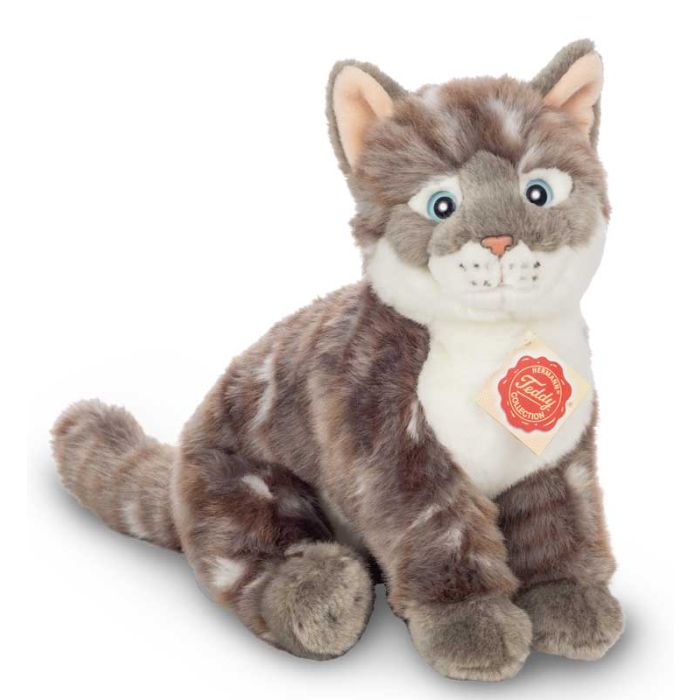 teddy cat