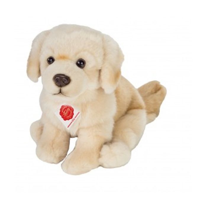 teddy golden retriever
