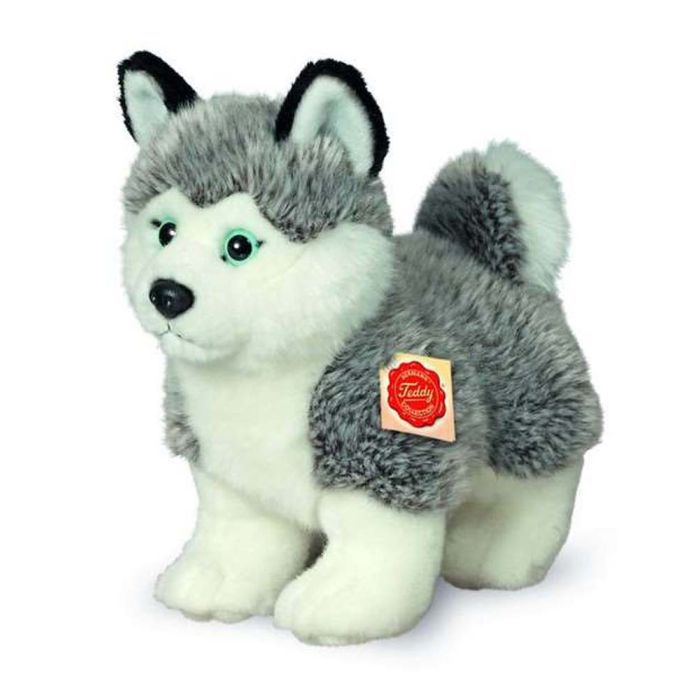 husky dog teddy