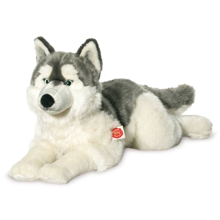 husky dog teddy