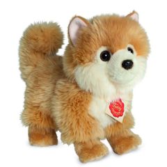 Hermann Teddy Pomeranian dog